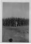 Thumbnail for Addison Y. Osmer in his cornfield