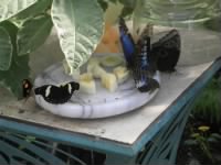 butterflies eat bananas.jpg