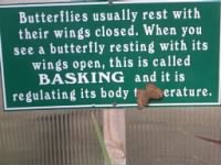 basking butterfly.jpg