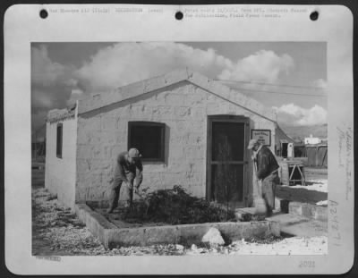 Thumbnail for Consolidated > Sgt. David J. Pulizzi, Chicago, Ill., Welder At A 15Th Air Force Base Tends His Garden, While S/Sgt. John E. Emling, Cleveland, Ohio, Instrument Specialist, Sweeps Up In Front Of Their Villa.  Pulizzi Reaped A Harvest Of Three Tomatoes From His Garden.  I