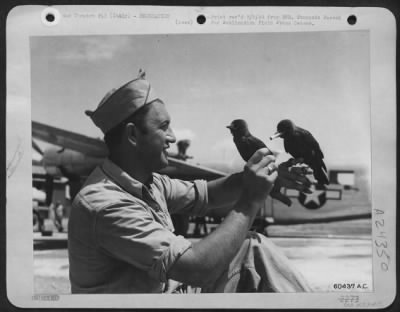 Consolidated > Sgt. Giovanni Longo, 92 Haywood Street, Milford, Mass., Keeps Busy Supplying His Two Pet Italian Magpie Friends With Cigarettes.  'De Boids' As Longo Calls His Magpies, Are Named 'Dot' And 'Dash' Because Their Master Is A Radio Maintenance Man In A Consol