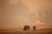 Thumbnail for Bison graze in the 1988 fire