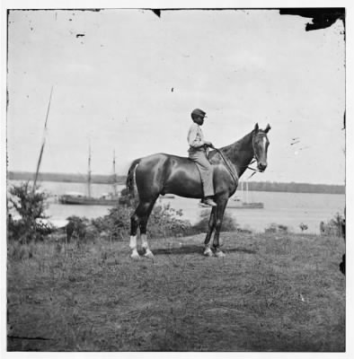 1034 - Cold Harbor, Virginia. Gen. John A. Rawlin's horse