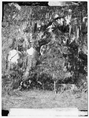 Thumbnail for 2832 - Port Royal Island, Beaufort, South Carolina. Moss covered tomb over 150 years old on R.B. Rhett's plantation