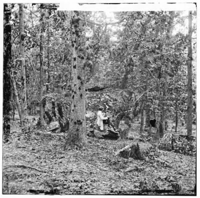 2960 - Gettysburg, Pennsylvania. Battered trees on Culp's Hill