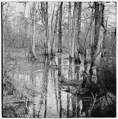 Thumbnail for 4884 - White Oak Swamp, Va. View