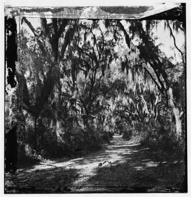 Thumbnail for 6425 - Port Royal Island, South Carolina (vicinity). Road through woods