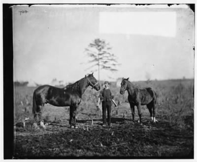 704 - Falmouth, Virginia. Gen. Daniel Butterfield's horses