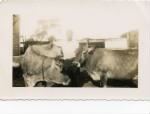 Thumbnail for JUSTO AND COWS.jpg