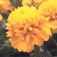 marigold-yellow-flower.jpg