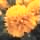 marigold-yellow-flower.jpg