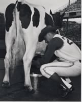 Thumbnail for Catfish Hunter Milking cow.jpeg