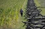 Bloody Cornfield Antietam.jpg