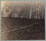 Thumbnail for Trees shattered by artillery fire on south side of Plank Road.jpg