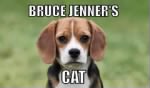 Thumbnail for BruceJenner'sCat.jpg.PNG