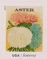 Aster.jpg