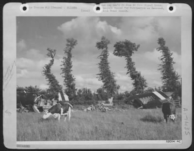General > Cows graze peacefully by Horsa gliders of an American Airborne Division, damaged in landing somewhere in France.