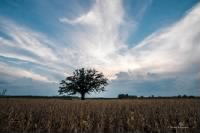 Thumbnail for sunset bur oak thru bean field.jpg