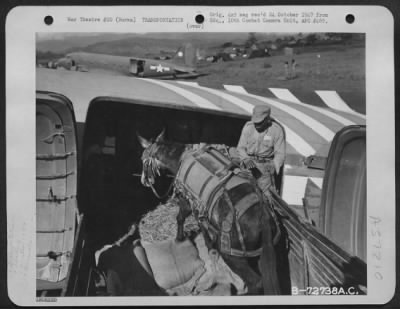 Thumbnail for Consolidated > Chinese And American Troops Load Mules Onto A Douglas C-47 Of The 319Th Troop Carrier Squadron, 1St Air Commando Group, For Their Flight From Myitkyina, Burma, Over The Hump Into China. 13 December 1944.