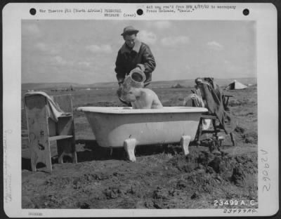 Consolidated > North Africa-When American troops in North Africa routed Italians from a desert camp one of the prizes they captured was this bathtub which might have adorned the quarters of some high Italian official. Cpl. Martin Potter of Sheboygan, Wis., and Sgt.