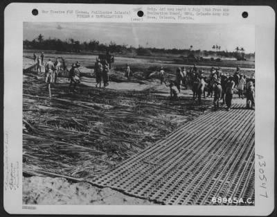 Thumbnail for Consolidated > Filipinos, supervised by men of the 836th Engineer Aviation Battalion, lay coconut palms before putting the steel mat into place on the strip under construction at Lingayen Strip, Luzon, Philippine Islands.