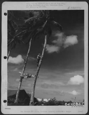 Thumbnail for Consolidated > Sgt. Marvin S. Hollinger, A Linesman Who Is Stringing A Communications Wire, Stops His Work To Watch A Consolidated B-24 Liberator Of The 11Th Bomb Group, Take Off From Guam, Marianas Island, January 1945.