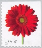 Red gerbera daisy.jpg