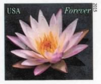 Thumbnail for Water Lily.jpg