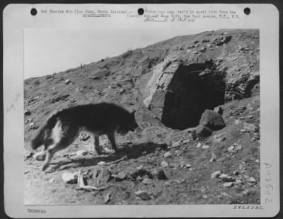 ␀ > Pfc. Ricky, Half Collie, Half Shepard, Is Shown Crawling Into Mouth Of Cave.  He Is A Member Of The 6Th War Dog Platoon.  Ricky Is Considered The Most Obedient Dog In The Platoon And Will Carry Out Orders Regardless Of Interference Of Other Dogs Or Person