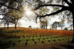 Thumbnail for Chattanooga-National-Cemetary.jpg