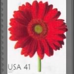 Red gerbera daisy.jpg