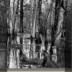 White Oak Swamp VA 1860s.jpg